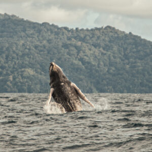 Ballenas – Mar y Selva | Avistamiento de Ballenas en Bahia Solano