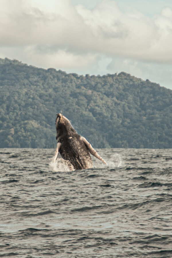 Ballenas – Mar y Selva | Avistamiento de Ballenas en Bahia Solano